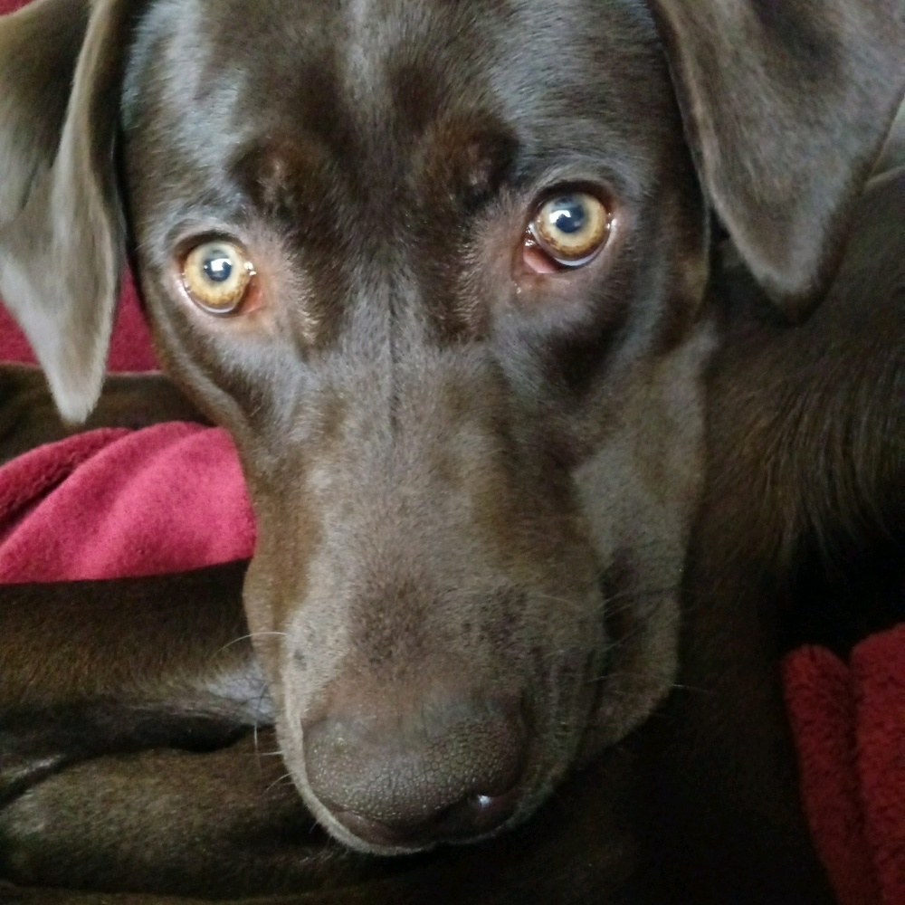 Meet your Posher, Amy